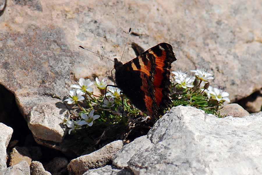 Fiore Lagazuoi da id.